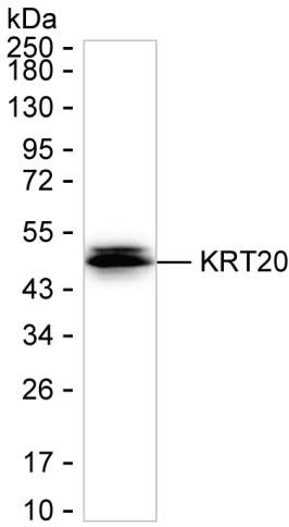 Cytokeratin 20 Antibody in Western Blot (WB)