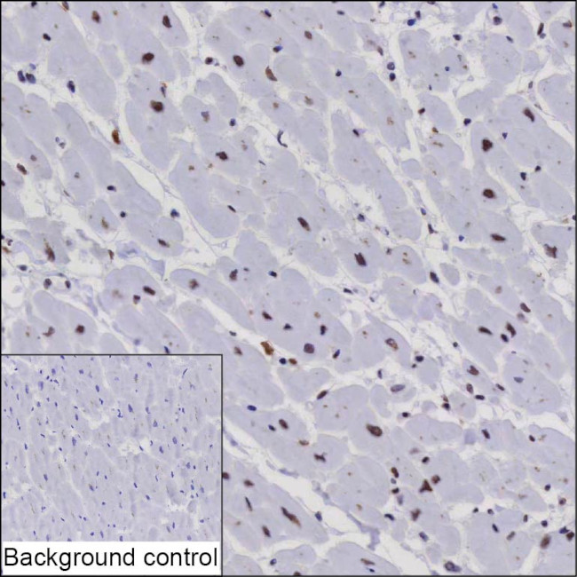 NTHL1 Antibody in Immunohistochemistry (Paraffin) (IHC (P))