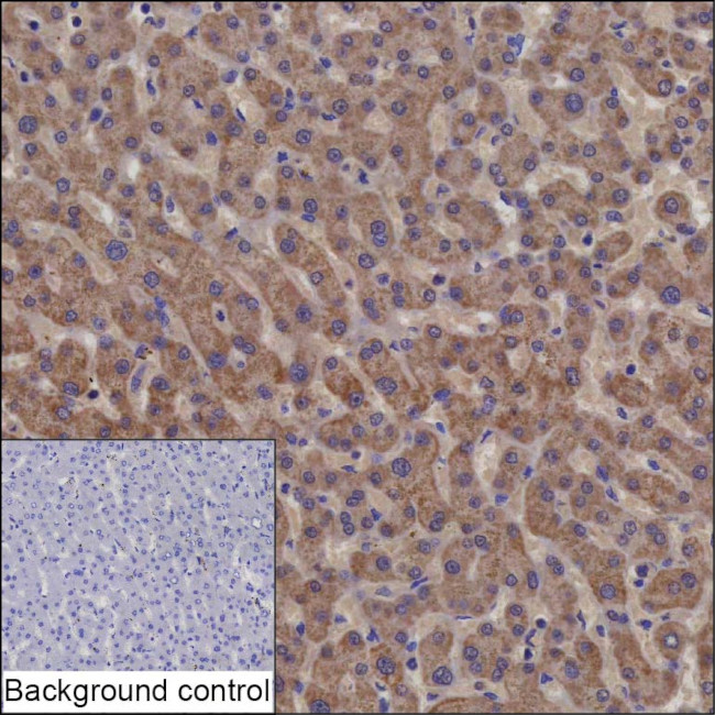 SDSL Antibody in Immunohistochemistry (Paraffin) (IHC (P))