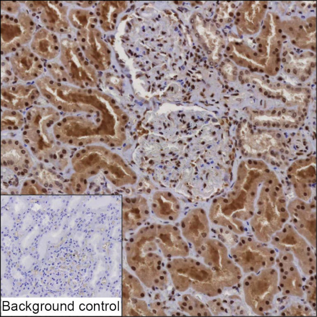 CDC27 Antibody in Immunohistochemistry (Paraffin) (IHC (P))