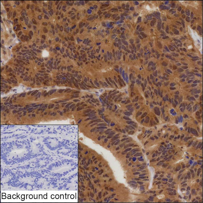 PDCD6 Antibody in Immunohistochemistry (Paraffin) (IHC (P))