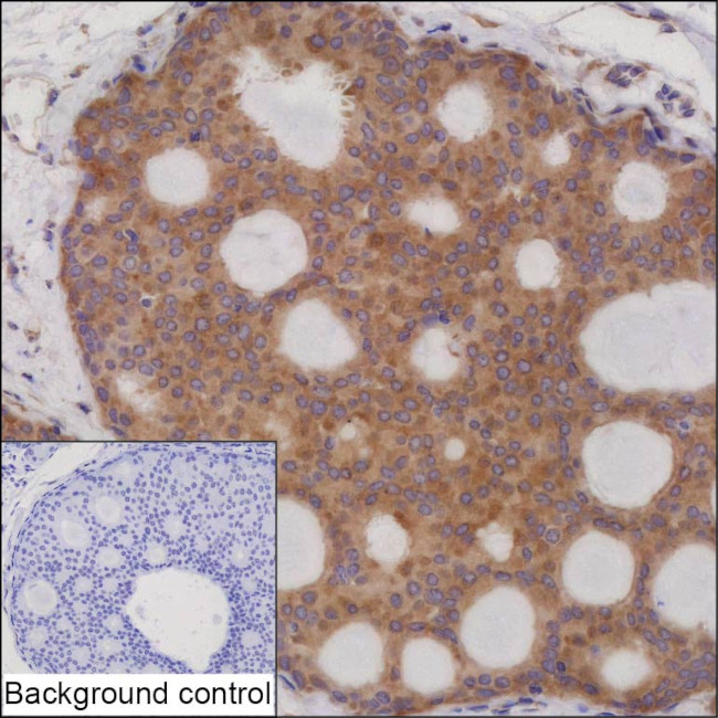 WNT7A Antibody in Immunohistochemistry (Paraffin) (IHC (P))