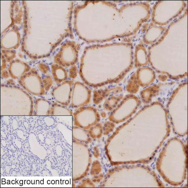C8orf34 Antibody in Immunohistochemistry (Paraffin) (IHC (P))