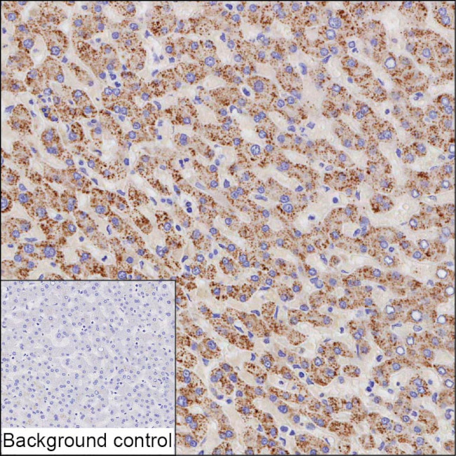 CNOT1 Antibody in Immunohistochemistry (Paraffin) (IHC (P))