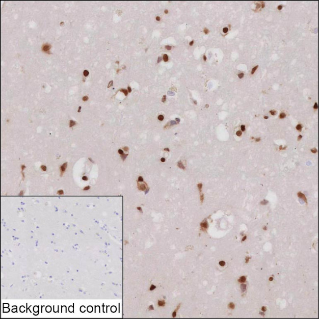 ZBTB49 Antibody in Immunohistochemistry (Paraffin) (IHC (P))