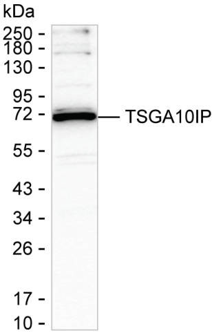 TSGA10IP Antibody in Western Blot (WB)