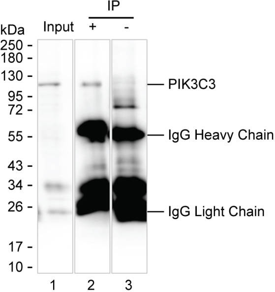 VPS34 Antibody in Immunoprecipitation (IP)