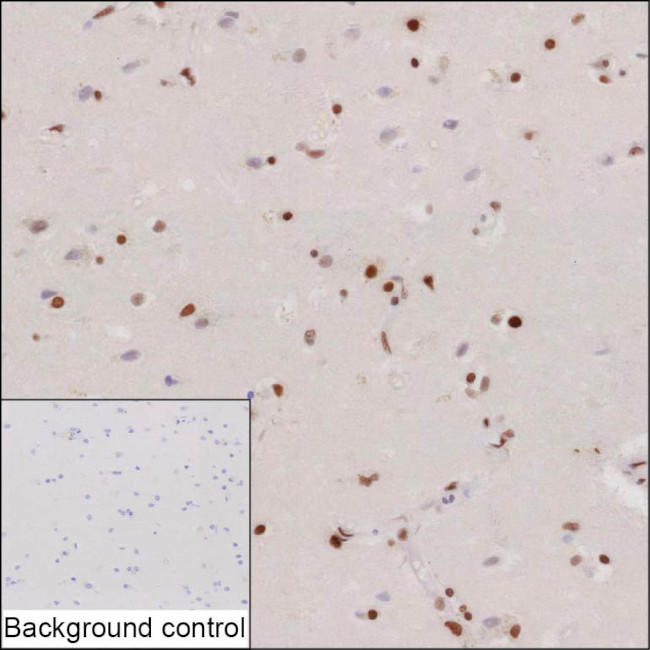 METTL25 Antibody in Immunohistochemistry (Paraffin) (IHC (P))