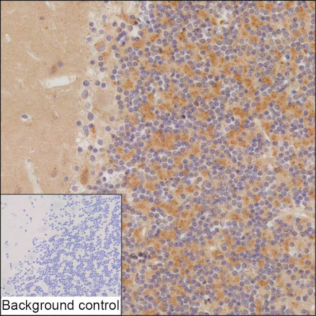 NXPH3 Antibody in Immunohistochemistry (Paraffin) (IHC (P))
