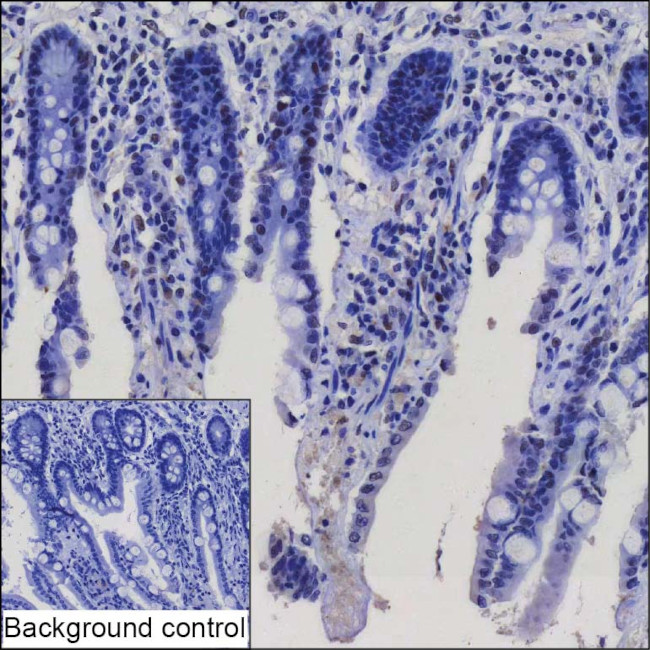 ZNF788P Antibody in Immunohistochemistry (Paraffin) (IHC (P))
