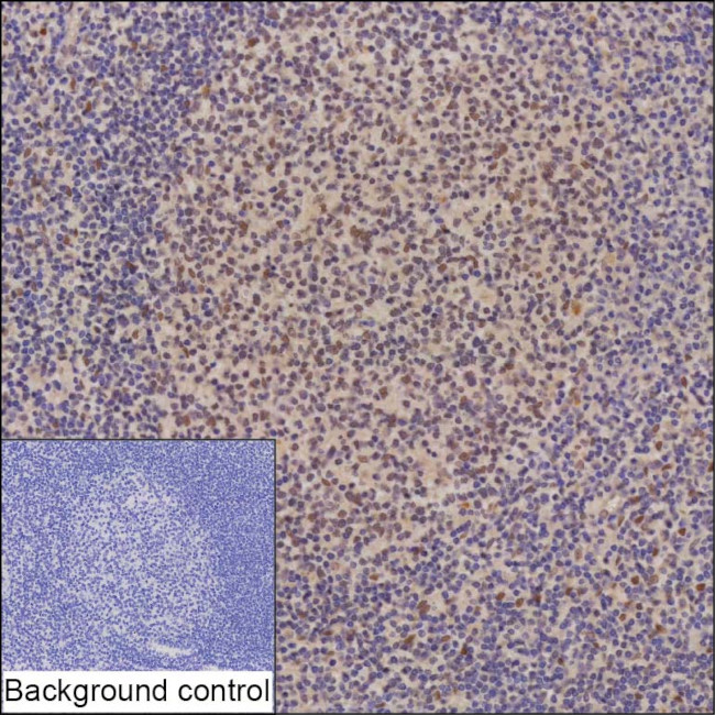 ZHX2 Antibody in Immunohistochemistry (Paraffin) (IHC (P))