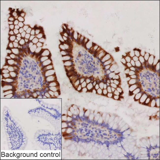 Apolipoprotein A4 Antibody in Immunohistochemistry (Paraffin) (IHC (P))