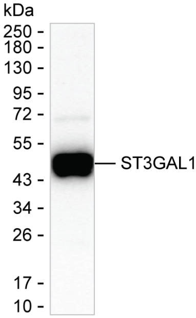 ST3GAL1 Antibody in Western Blot (WB)