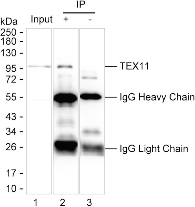 TEX11 Antibody in Immunoprecipitation (IP)