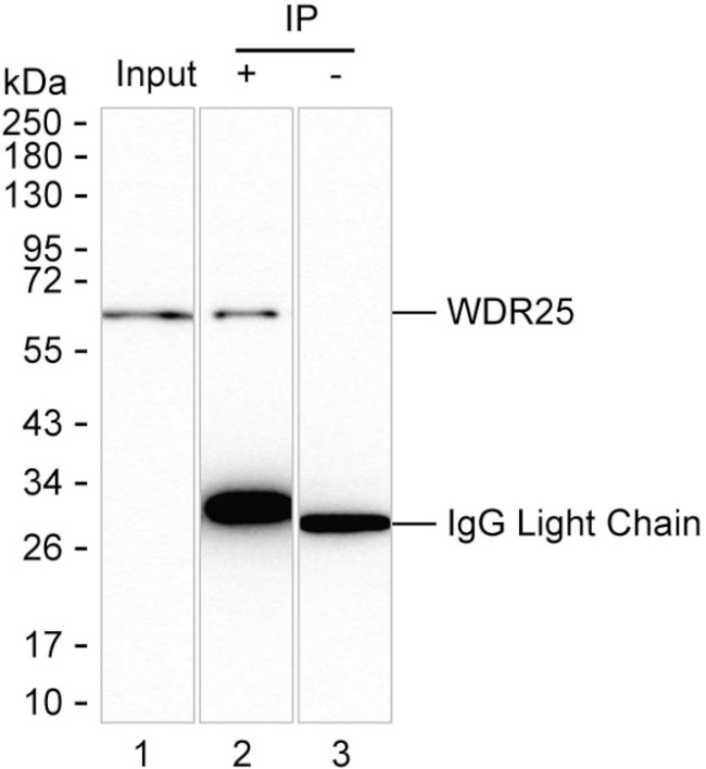 WDR25 Antibody in Immunoprecipitation (IP)