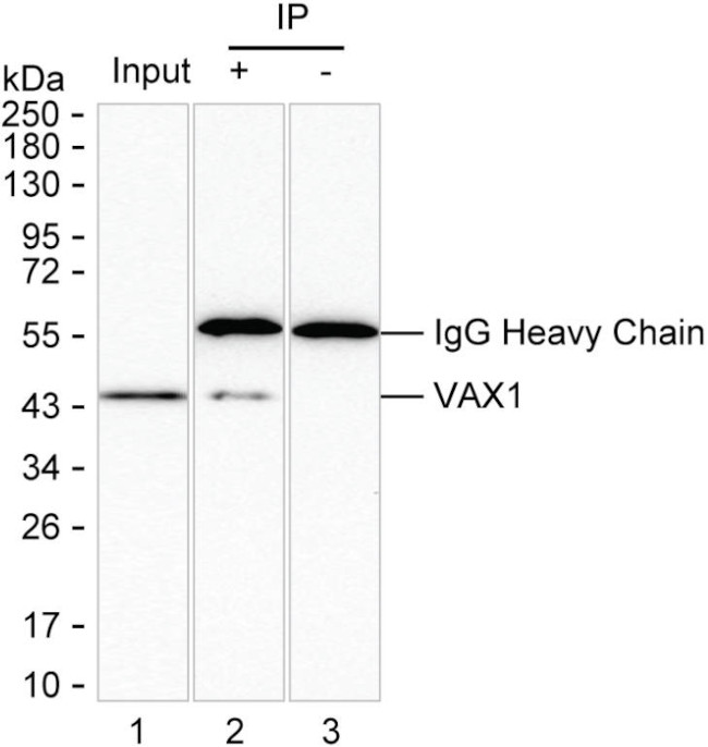VAX1 Antibody in Immunoprecipitation (IP)