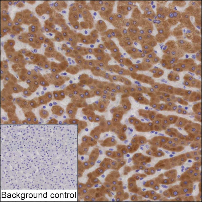 PON1 Antibody in Immunohistochemistry (Paraffin) (IHC (P))