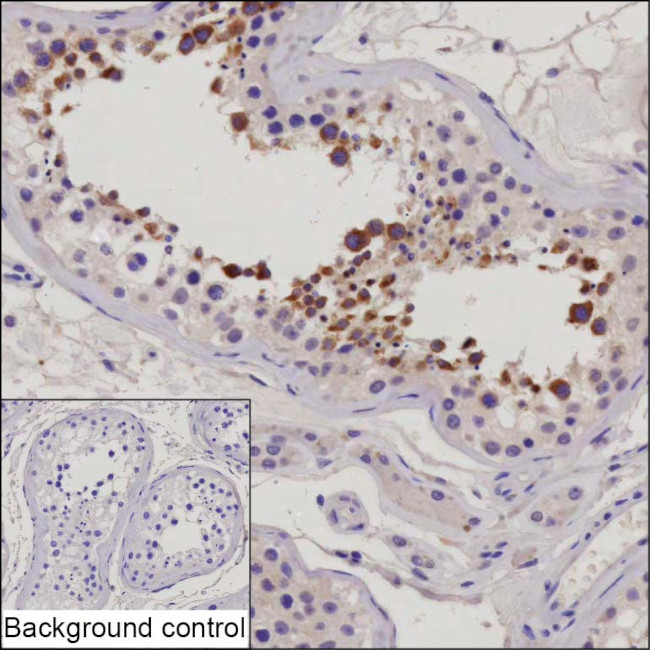 RNF115 Antibody in Immunohistochemistry (Paraffin) (IHC (P))