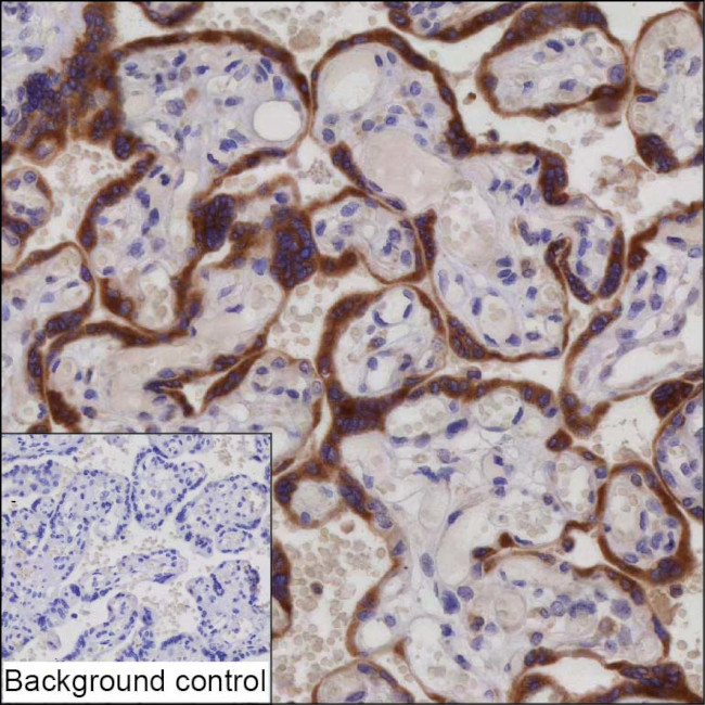 SUMF2 Antibody in Immunohistochemistry (Paraffin) (IHC (P))