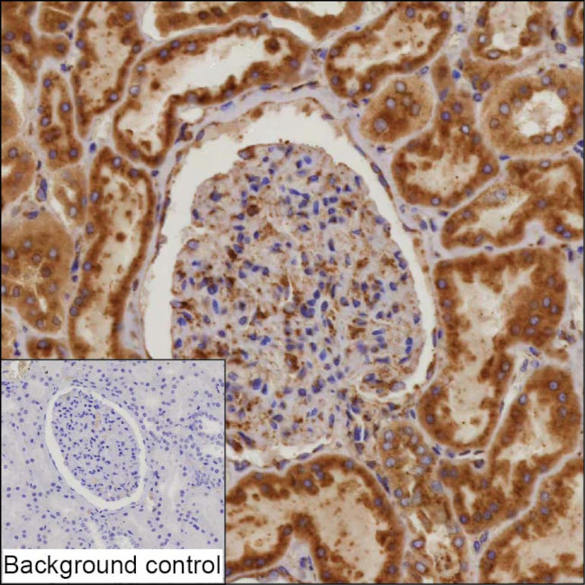 MCFD2 Antibody in Immunohistochemistry (Paraffin) (IHC (P))