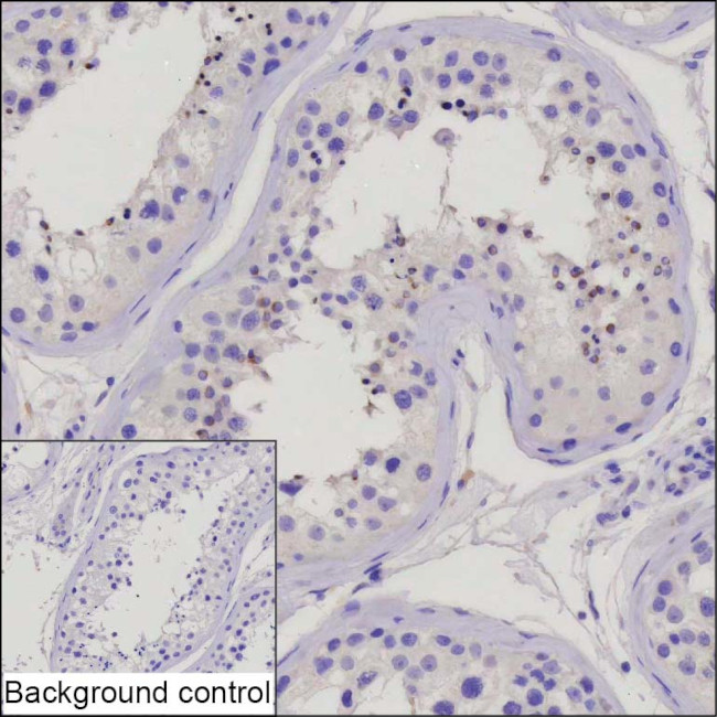 MMEL1 Antibody in Immunohistochemistry (Paraffin) (IHC (P))
