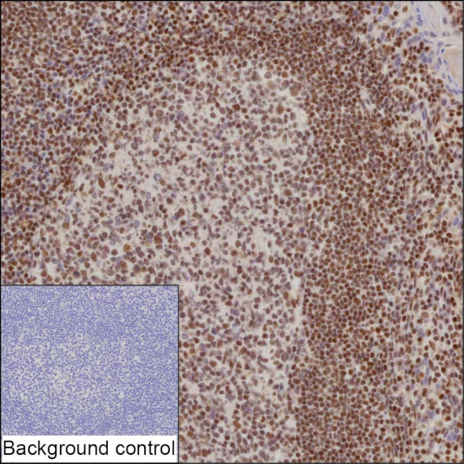 IFI16 Antibody in Immunohistochemistry (Paraffin) (IHC (P))