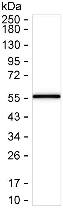 ATG3 Antibody in Western Blot (WB)