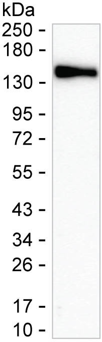 Contactin 5 Antibody in Western Blot (WB)