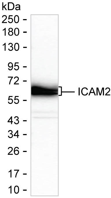 ICAM-2 Antibody in Western Blot (WB)