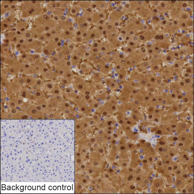 ASL Antibody in Immunohistochemistry (Paraffin) (IHC (P))