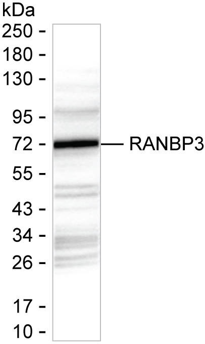 RANBP3 Antibody in Western Blot (WB)