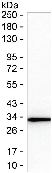 GST Omega 1 Antibody in Western Blot (WB)