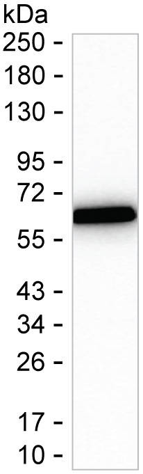 Nucleobindin 1 Antibody in Western Blot (WB)