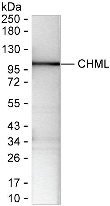 CHML Antibody in Western Blot (WB)