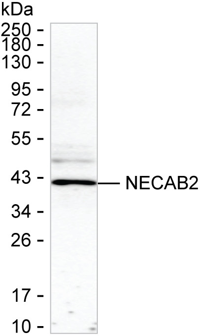 NECAB2 Antibody in Western Blot (WB)