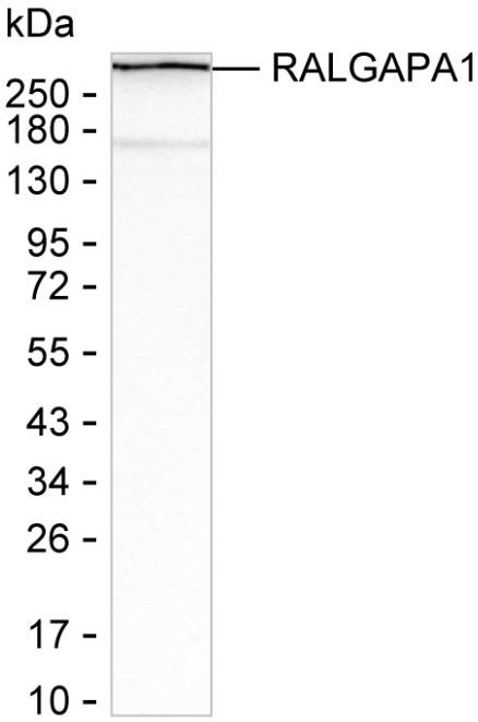 RALGAPA1 Antibody in Western Blot (WB)