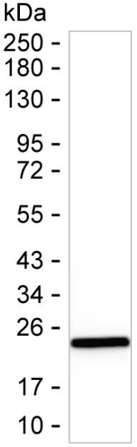 eIF4E Antibody in Western Blot (WB)