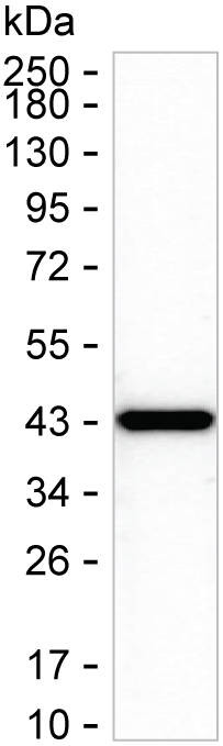 HS3ST3B1 Antibody in Western Blot (WB)