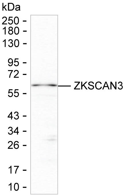 ZNF306 Antibody in Western Blot (WB)