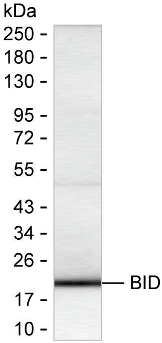 BID Antibody in Western Blot (WB)