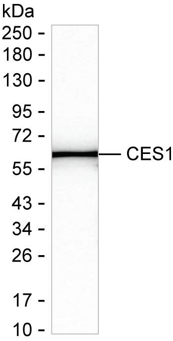 CES1 Antibody in Western Blot (WB)