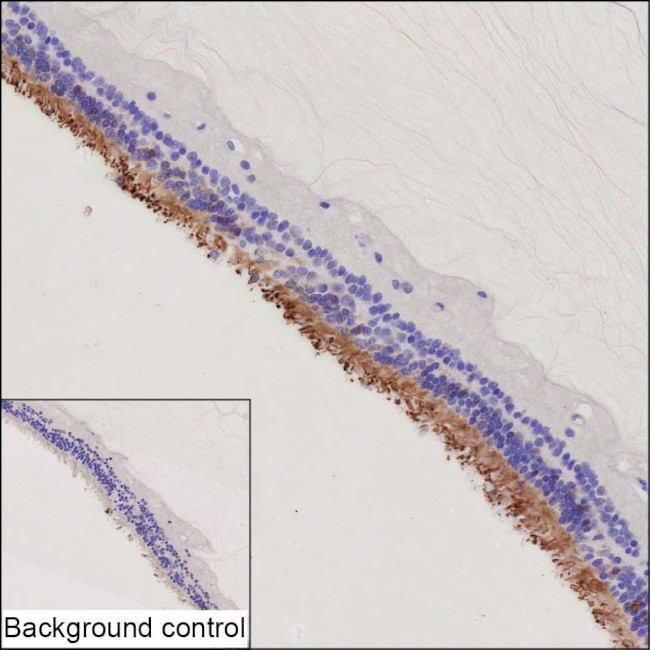 PDE6C Antibody in Immunohistochemistry (Paraffin) (IHC (P))
