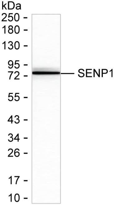 SENP1 Antibody in Western Blot (WB)