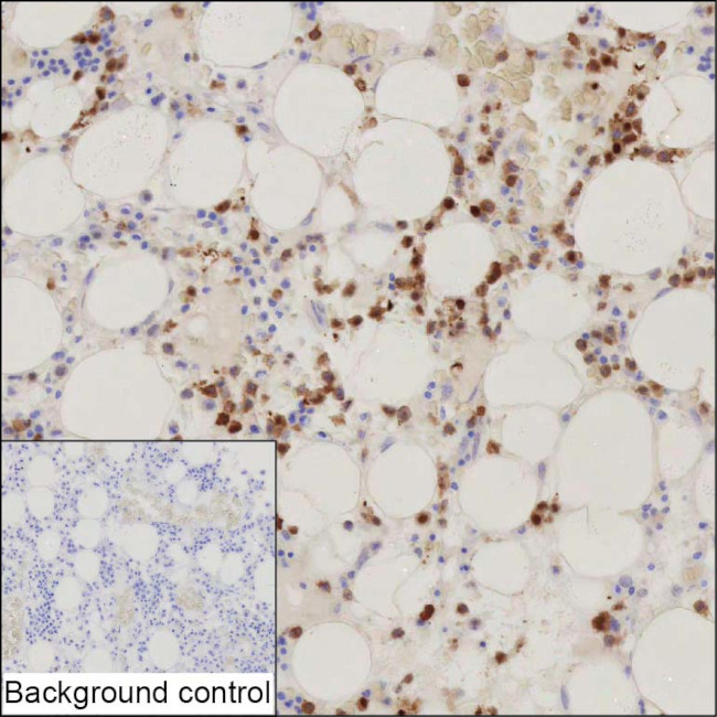 SERPINB1 Antibody in Immunohistochemistry (Paraffin) (IHC (P))