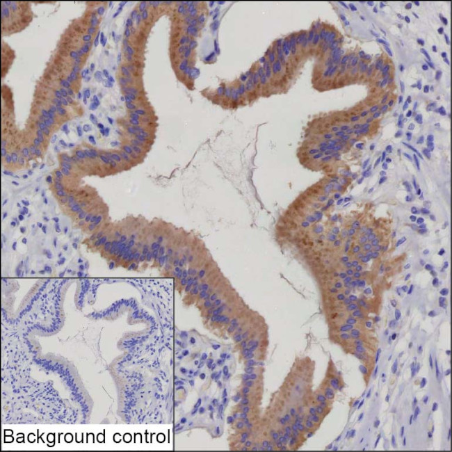 Cathepsin O Antibody in Immunohistochemistry (Paraffin) (IHC (P))