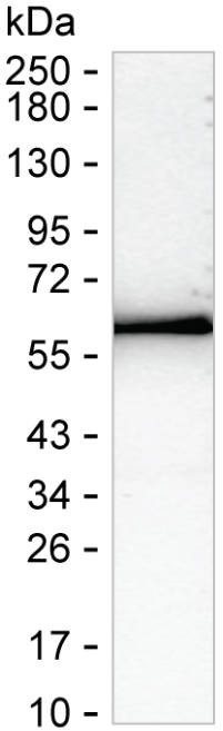 ARSA Antibody in Western Blot (WB)
