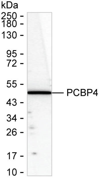 PCBP4 Antibody in Western Blot (WB)