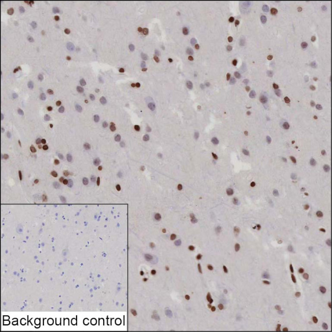 PITX3 Antibody in Immunohistochemistry (Paraffin) (IHC (P))