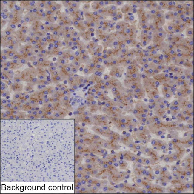 IGF2R Antibody in Immunohistochemistry (Paraffin) (IHC (P))