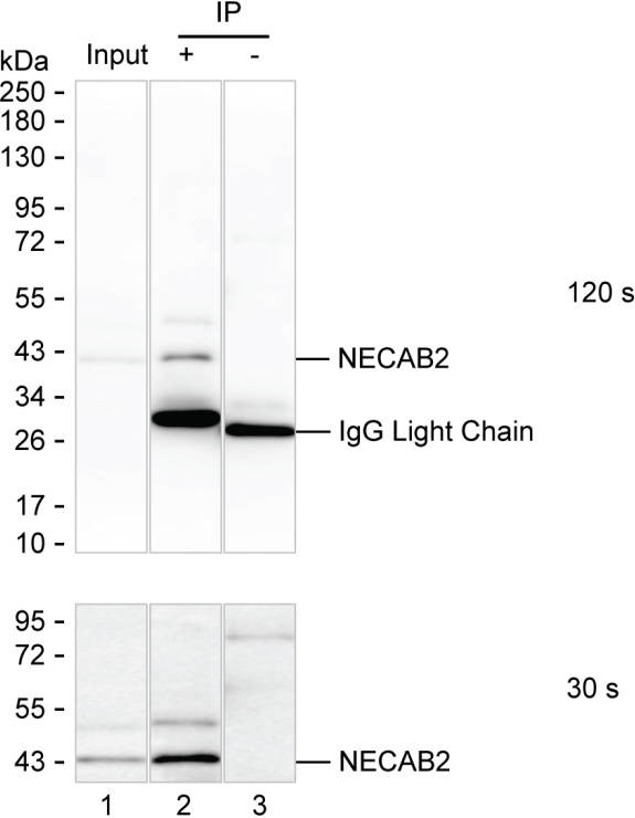 NECAB2 Antibody in Immunoprecipitation (IP)